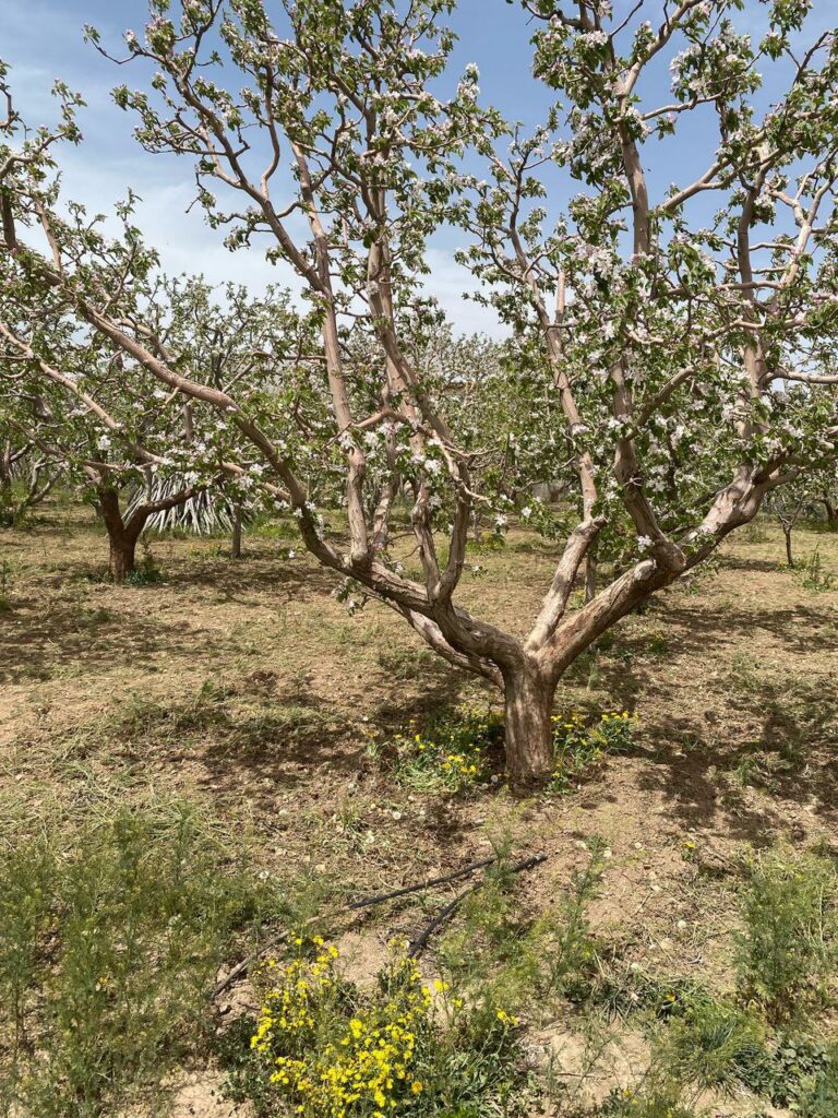 جابان باغچه