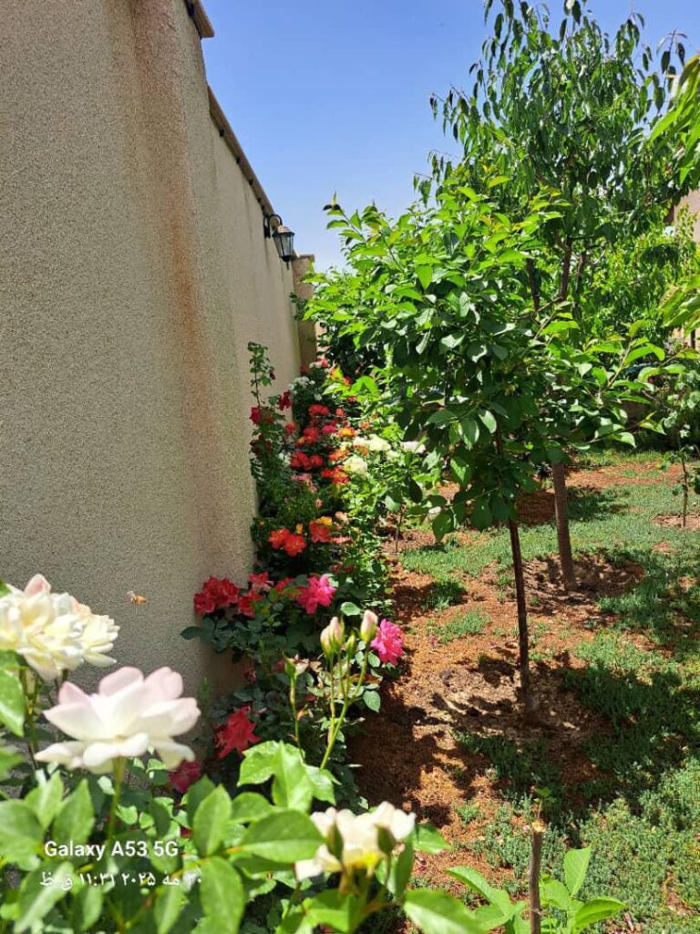 جابان  ویلایی 500 متری