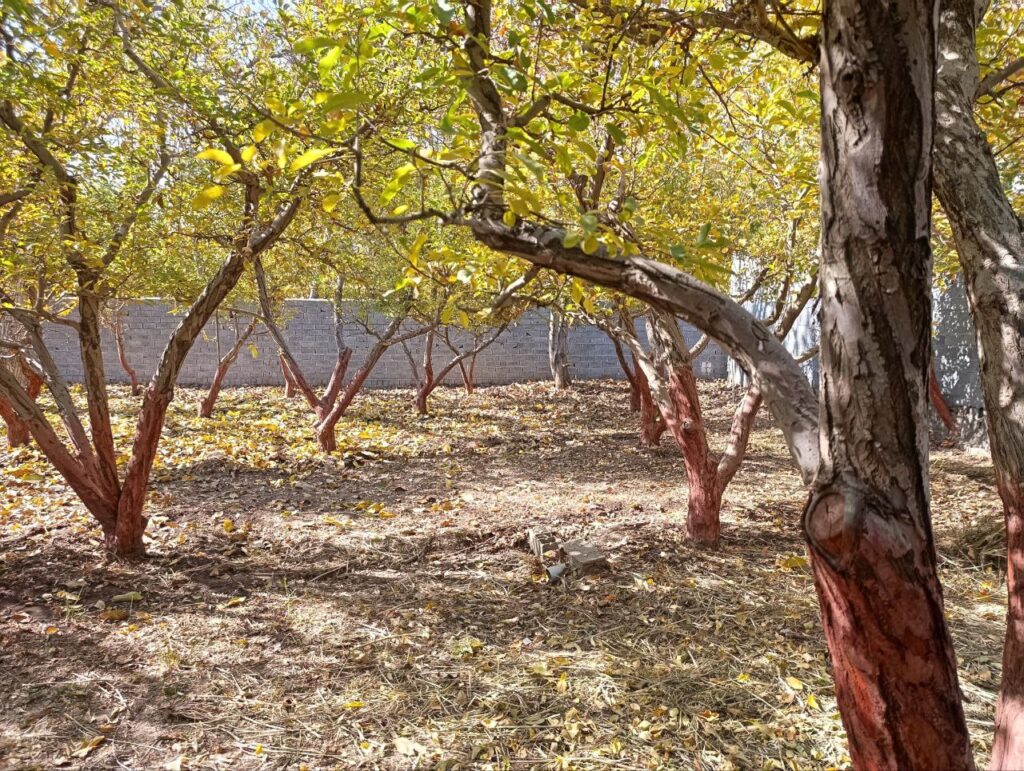 جابان  باغچه  600 متری