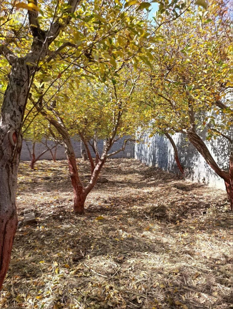 جابان  باغچه  600 متری