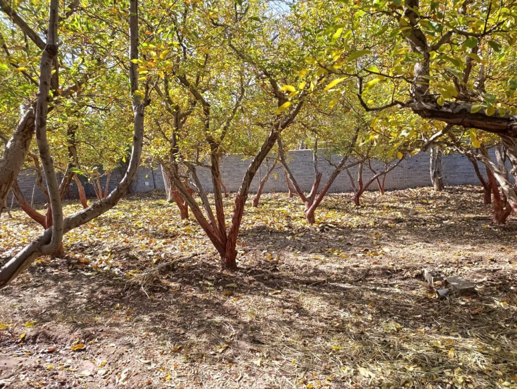 جابان  باغچه  600 متری