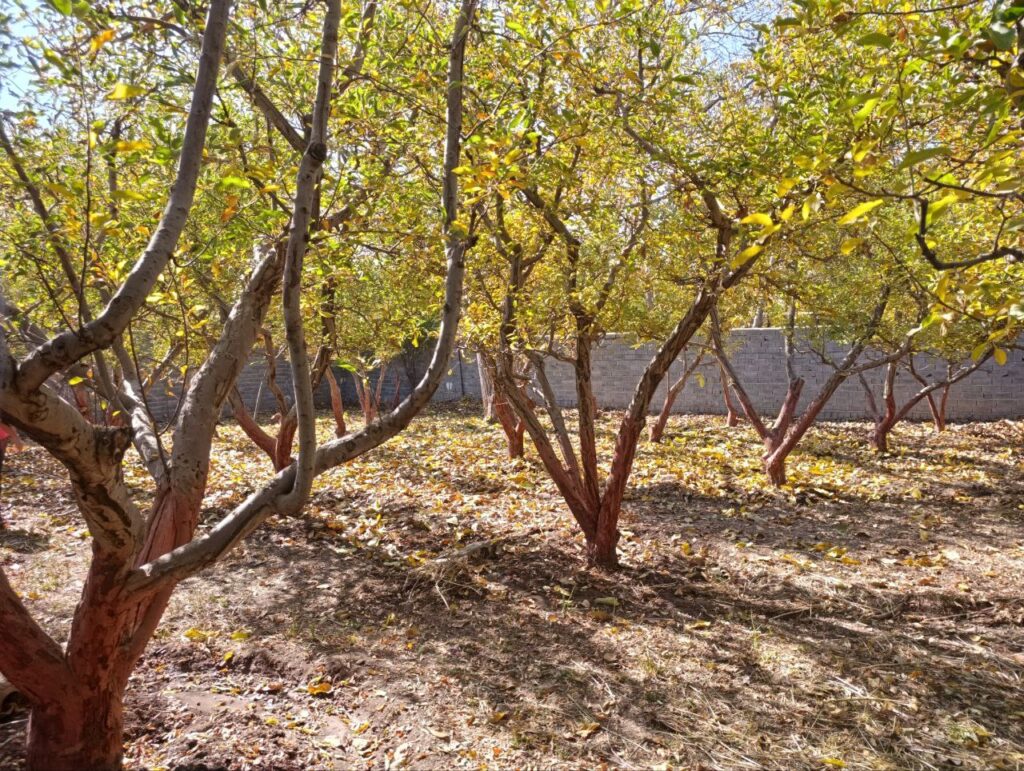 جابان باغچه