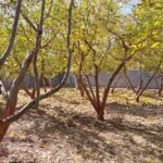 جابان  باغچه  600 متری