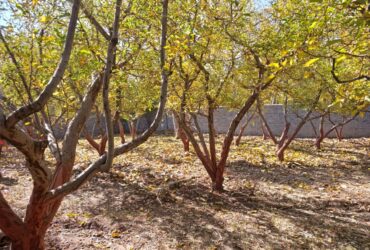 جابان  باغچه  600 متری