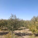 جابان  باغچه