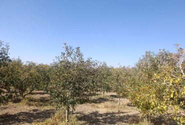 جابان  باغچه