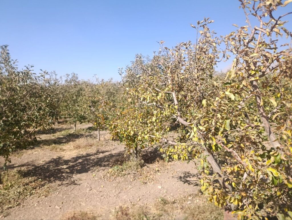 جابان  باغچه