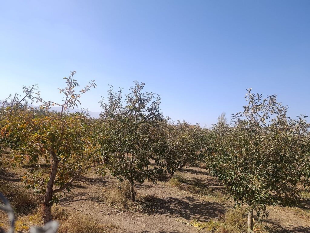 جابان  باغچه