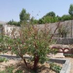 جابان ویلا باسند تکبرگ 400 متر